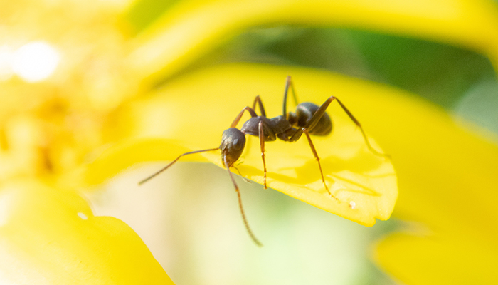 アリの驚異的な力！体長の約50％以上の荷物を持ち上げる力と応用技術について