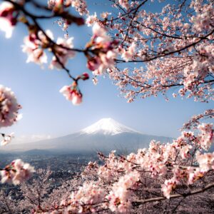 桜の花言葉とは？日本文化における意味と由来を解説